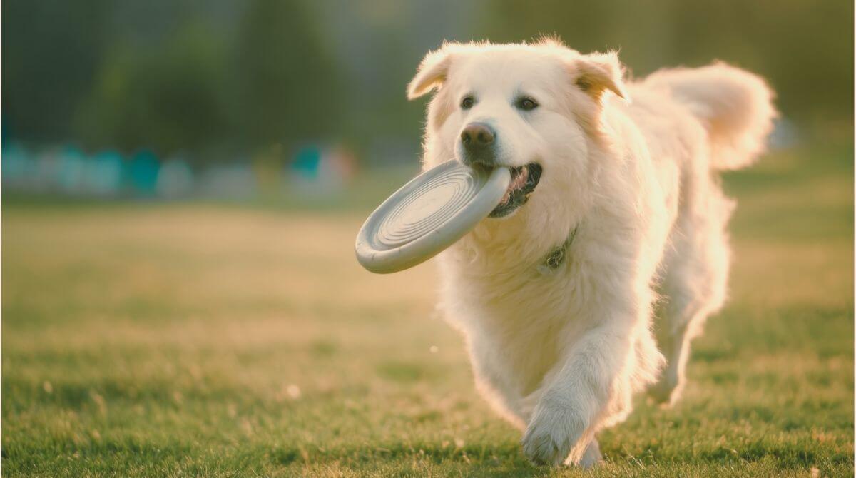 1.わんちゃんはあそびが大好き？